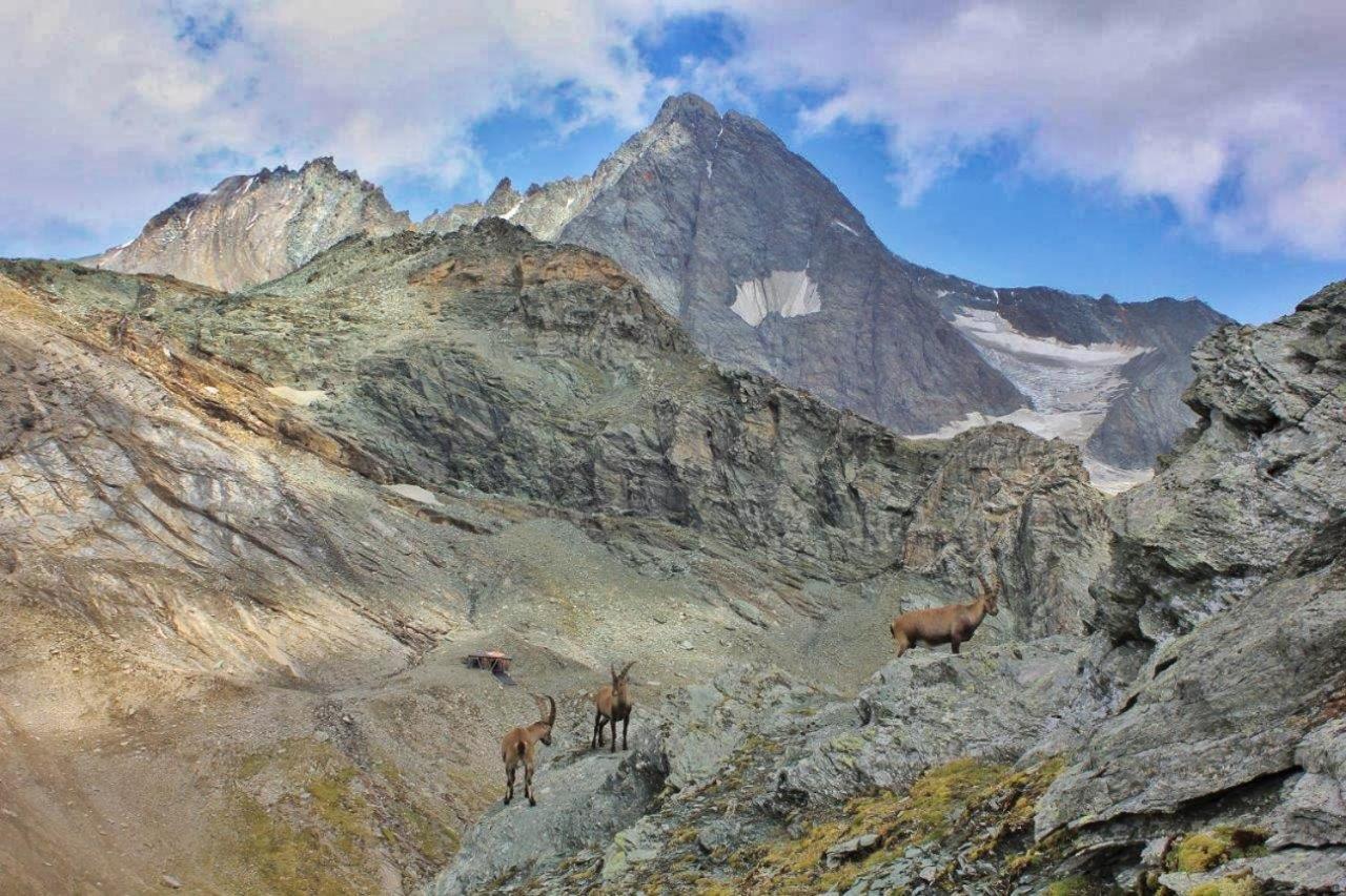 Pension Erlhof Saalfelden Buitenkant foto